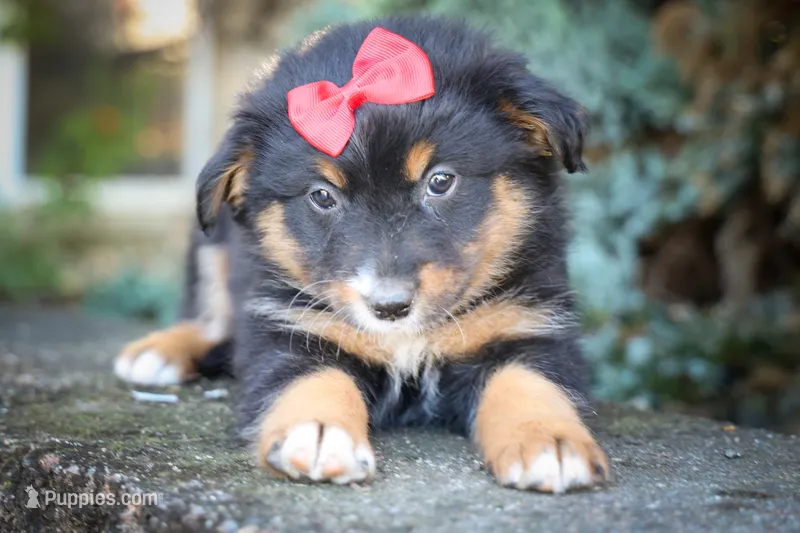 Laney 💗 – Miniature Aussiedoodle puppy for sale in Fresno, OH