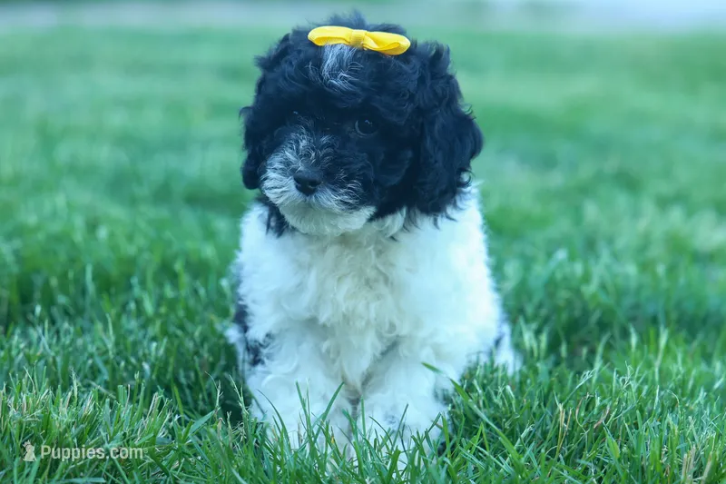 Gracie – Cavapoo puppy for sale in Fresno, OH
