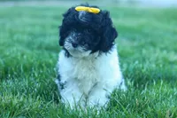 Gracie, a female Cavapoo for sale in Fresno, OH – 1 of 10