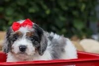  Prince , a male Cavapoo for sale in Fresno, OH – 10 of 10