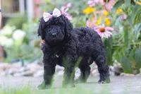 Issebelle, a female Newfypoo for sale in Fresno, OH – 2 of 7