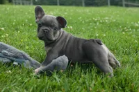 Kilo , a male French Bulldog for sale in Fresno, OH – 4 of 10