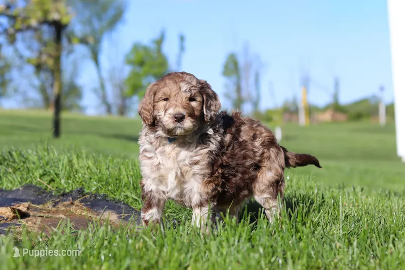 Hudson – Newfypoo puppy for sale in Fresno, OH