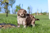 Hudson, a male Newfypoo for sale in Fresno, OH – 1 of 8