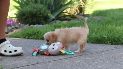 Sky, a female Cavapoo for sale in Fresno, OH – 8 of 8