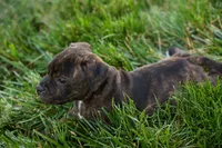 Melody 🎀, a female Staffordshire Bull Terrier for sale in Fresno, OH – 6 of 10