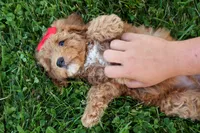 Tyson 💙✨, a male Poodle - Miniature  for sale in Fresno, OH – 7 of 10