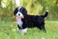 Missy, a female Miniature Bernedoodle for sale in Fresno, OH – 4 of 5