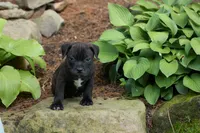 Moose 🐶, a male Staffordshire Bull Terrier for sale in Fresno, OH – 8 of 10