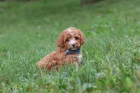 Jaxon, a male Cavapoo for sale in Fresno, OH – 3 of 9