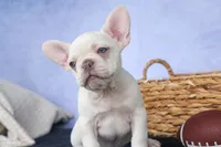 💕Jasmine, a female French Bulldog for sale in Fresno, OH – 3 of 10