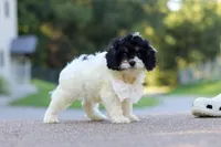 Rubble, a male Cavapoo for sale in Fresno, OH – 6 of 7