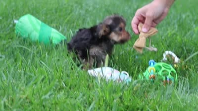 Rhett, a male Yorkipoo for sale in Fresno, OH – 6 of 6
