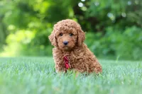 Colman, a male Goldendoodle for sale in Fresno, OH – 4 of 6