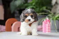 Ranger, a male Cavapoo for sale in Fresno, OH – Photo 1 of 5