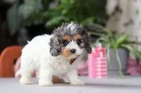 Ranger, a male Cavapoo for sale in Fresno, OH – Photo 5 of 5