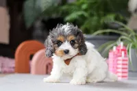 Ranger, a male Cavapoo for sale in Fresno, OH – Photo 3 of 5