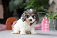 Ranger, a male Cavapoo for sale in Fresno, OH – Photo 4 of 5