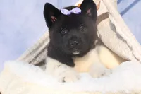 Oakley, a  Akita for sale in Fresno, OH – Photo 7 of 10