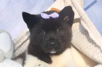 Oakley, a  Akita for sale in Fresno, OH – Photo 9 of 10