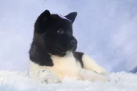 Oakley, a  Akita for sale in Fresno, OH – Photo 4 of 10