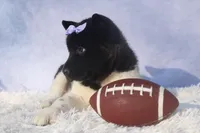 Oakley, a  Akita for sale in Fresno, OH – Photo 2 of 10