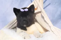 Oakley, a  Akita for sale in Fresno, OH – Photo 6 of 10