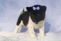 Oakley, a  Akita for sale in Fresno, OH – Photo 1 of 10