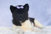 Oakley, a  Akita for sale in Fresno, OH – Photo 3 of 10