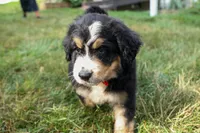 Dylan 🐾, a male Bernedoodle for sale in Fresno, OH – 4 of 10