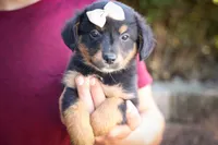 Leo 🐾, a female Miniature Aussiedoodle for sale in Fresno, OH – 2 of 9