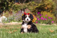 Madonna, a female Miniature Bernedoodle for sale in Fresno, OH – 2 of 7