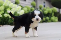 Lacey, a female Miniature Bernedoodle for sale in Fresno, OH – 3 of 5