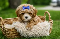 Enzo 🐶, a male Havapoo for sale in Fresno, OH – 3 of 10