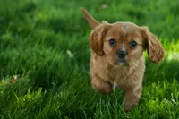 Ford 💙, a male Cavalier King Charles Spaniel for sale in Fresno, OH – 2 of 10