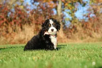 Colt, a male Miniature Bernedoodle for sale in Fresno, OH – 5 of 5