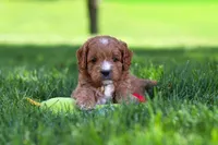 Milo, a male Cavapoo for sale in Fresno, OH – 5 of 7