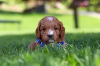 Milo, a male Cavapoo for sale in Fresno, OH – 2 of 7