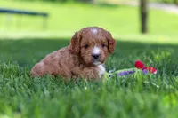 Milo, a male Cavapoo for sale in Fresno, OH – 3 of 7