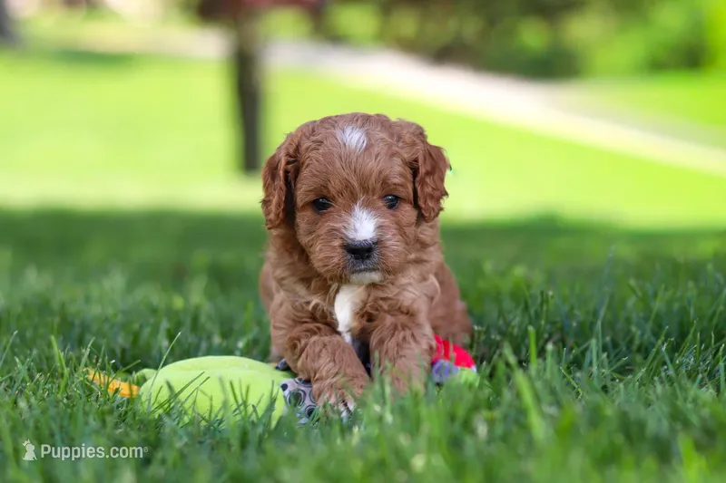 Milo – Cavapoo puppy on hold in Fresno, OH