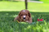 Milo, a male Cavapoo for sale in Fresno, OH – 6 of 7