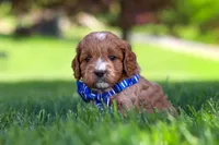 Milo, a male Cavapoo for sale in Fresno, OH – 4 of 7