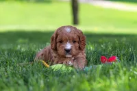 Milo, a male Cavapoo for sale in Fresno, OH – 7 of 7