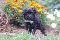 Randall, a male Yorkipoo for sale in Fresno, OH – 2 of 6