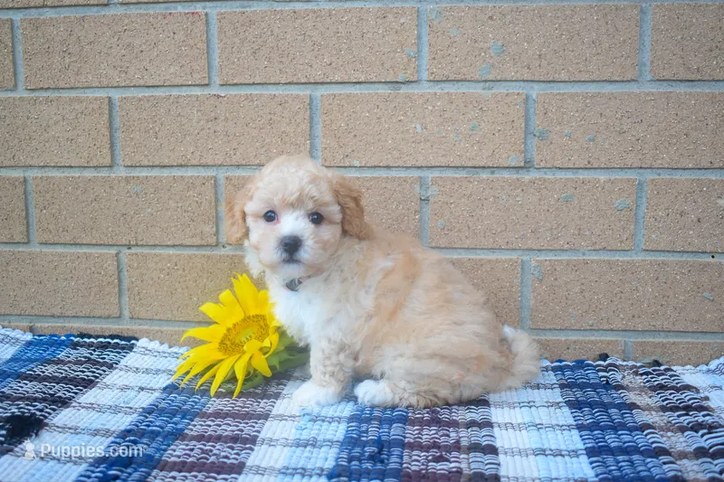 Flora – Maltipoo puppy for sale in Fresno, OH