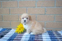Flora, a female Maltipoo for sale in Fresno, OH – 1 of 4