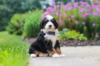 Jake, a male Miniature Bernedoodle for sale in Fresno, OH – 3 of 6