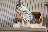 Memphis, a male French Bulldog for sale in Fresno, OH – 1 of 10