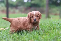 Wesley, a male Cavapoo for sale in Fresno, OH – 3 of 10