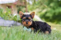 Benji, a male Yorkshire Terrier for sale in Fresno, OH – 5 of 9